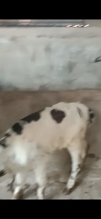 જર્સી