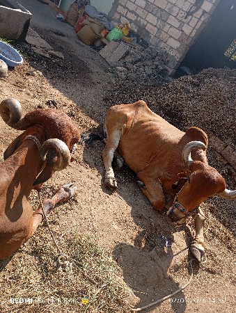 બાલધ vechvano se
