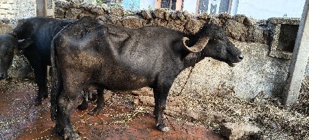 ભેંસ વેચવાની છે