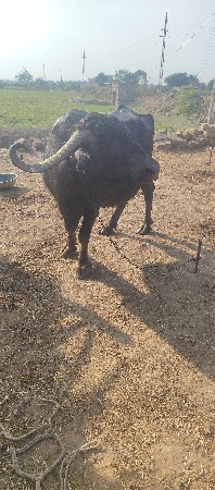 ભેસ વેચવાની છે