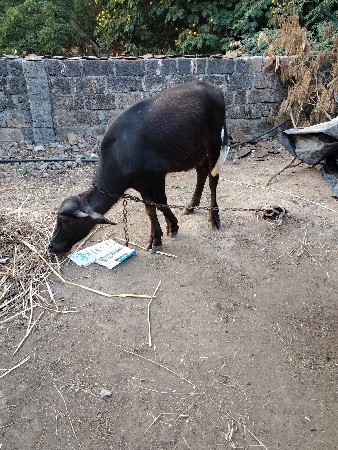 ત્રણ પાડી યુ વેચવાની છે