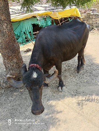 ભેંસ વેચવાની છે