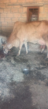 ગાય વેચવાની છે