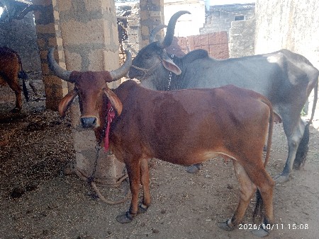 બે ગાય વેચવાની છે