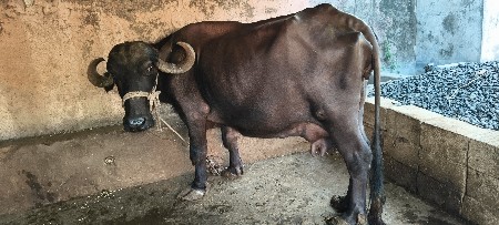 ભેંસ.વેસવાનિ છે