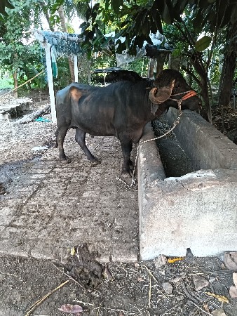 પાડો