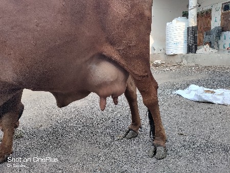 ગીર ગાય વેચવાની છે