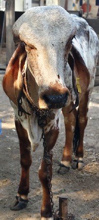 બે વાછડી વેચવાની છે