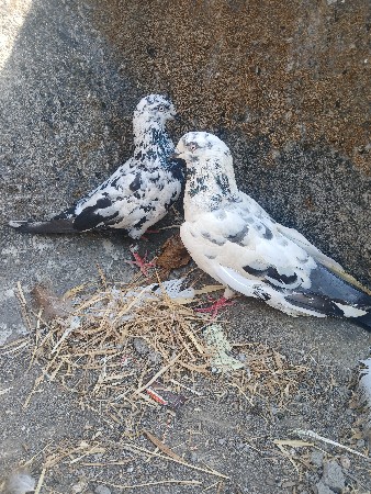 કબૂતર વેચવાના છે