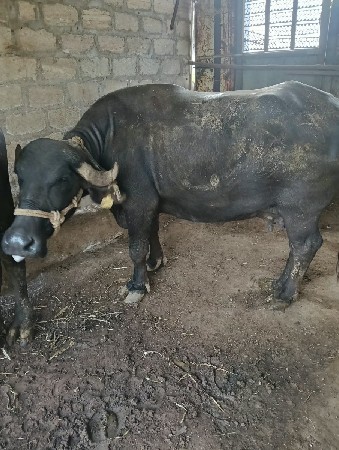 આ ભેંસ વેચવાની છે