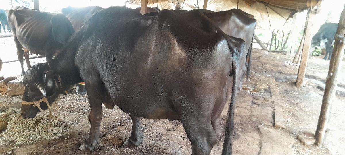 ભેસ વેચવા ની છે