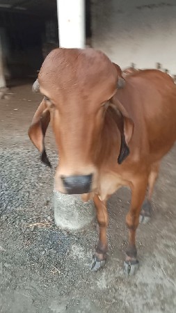 પેલા વેતર ની ગાય વેચવાની સે