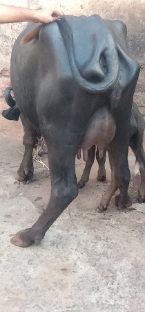 ભેંસ વેચવાનું છે 1 છે