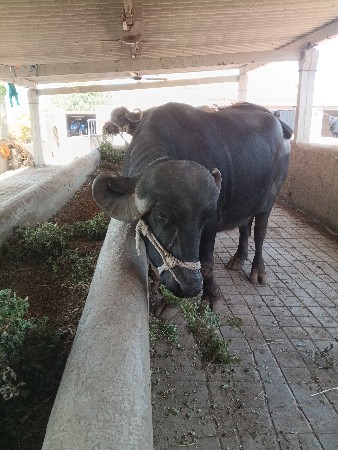 ભેસ વેચવાની છે
