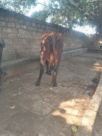એચ. એફ. ગાય વેચવાની છે