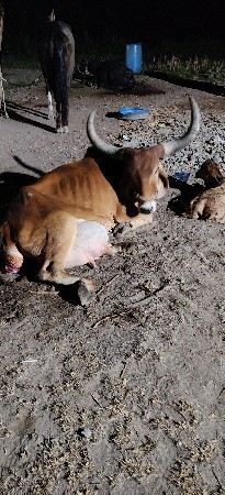 ગાય વેચવાની છે
