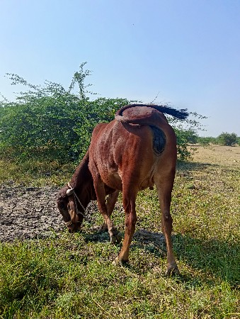 ગીર હોડકી વેચવાની છે