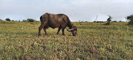 ભેંસ બેસવાની છે પરેટી
