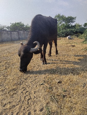 બીજા વેતનનું ઘરેલું