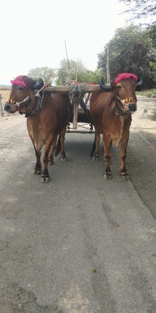 આ બળદ વેચવાના છે