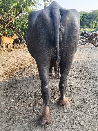 ભેંસ વેચવાની છે