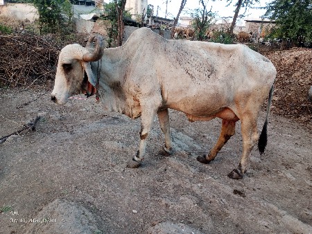 ત્રીજુ વેતર છે