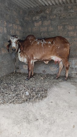 કાબરી