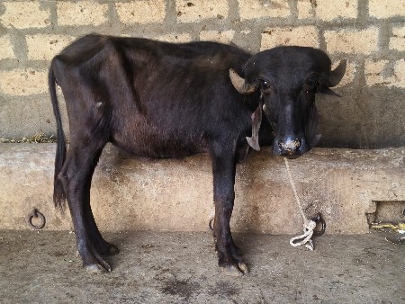 જાફરાબાદી પાડી વેચવાની છે