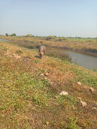 ગોસ્વામી વિશ્વાસ હું પંચાંગ