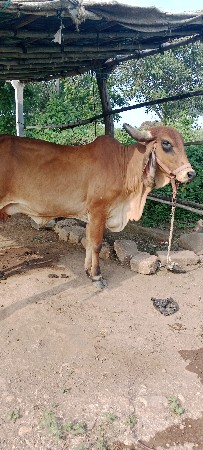 ગાય વેચવા ની છે