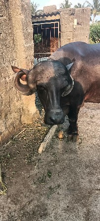 ભેંશ વેચવાની છે