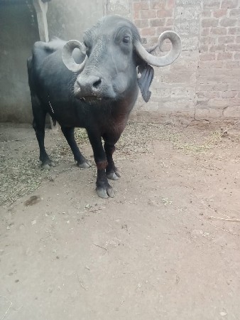 આ ભેંસ વેચવાની છે