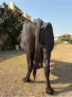 ભેંસ વેચવાની છે