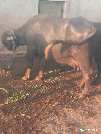 ભેસ વેચવાની છે