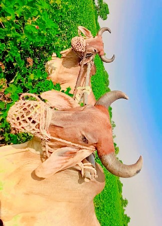 ફિ.બળદ લેવા. ના  છે