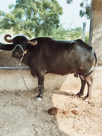 ભેંસ વેચવાની છે