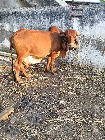 ગીર ગાય વેચવાની છે સોજી