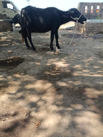 પાડી વેચવાની છે