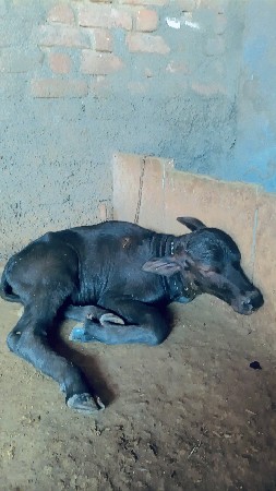 ભેંસ વેચવાની છે