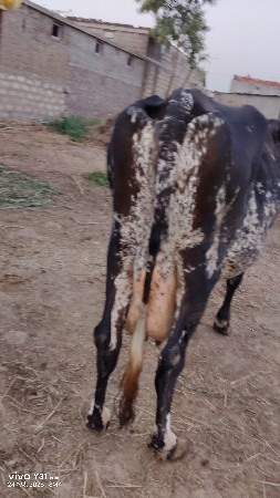 ચારથી પાંચ લીટર દૂધ કરે છે