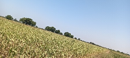 જુવાર વેચવાની છે