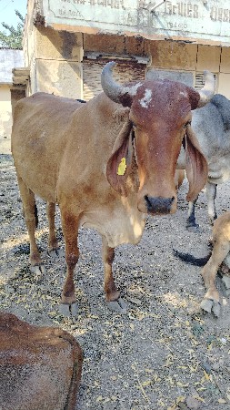 વેસવાની