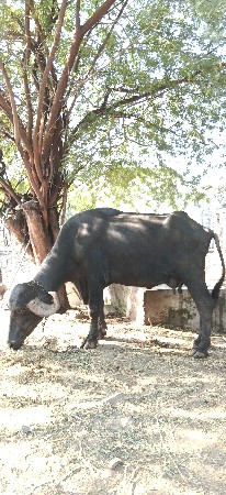 ભેંસ વેચવાની છે