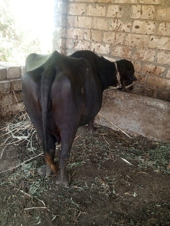 ભેંસ વેચવાની છે
