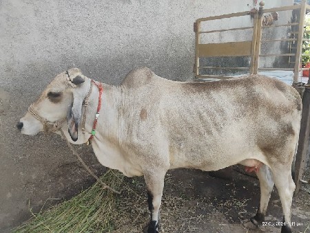 વેચવાની છે