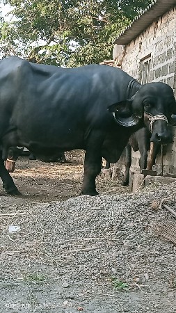 ભેંસ વેચવાની છે.