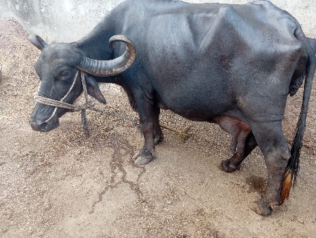 ભેંસ વેચવાની છે