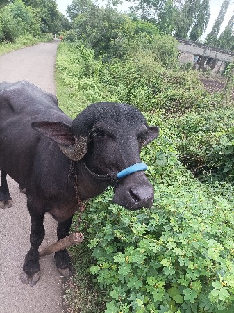 જાફરબાદ નસલ ની ખડેલી