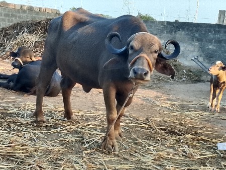 આખડેલી વેચવાની છે સાત દિવસની