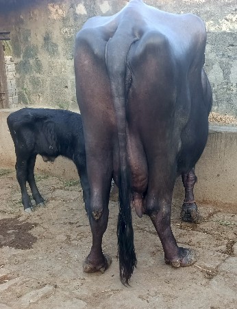 ભૅચ વૅચવાની છૅ